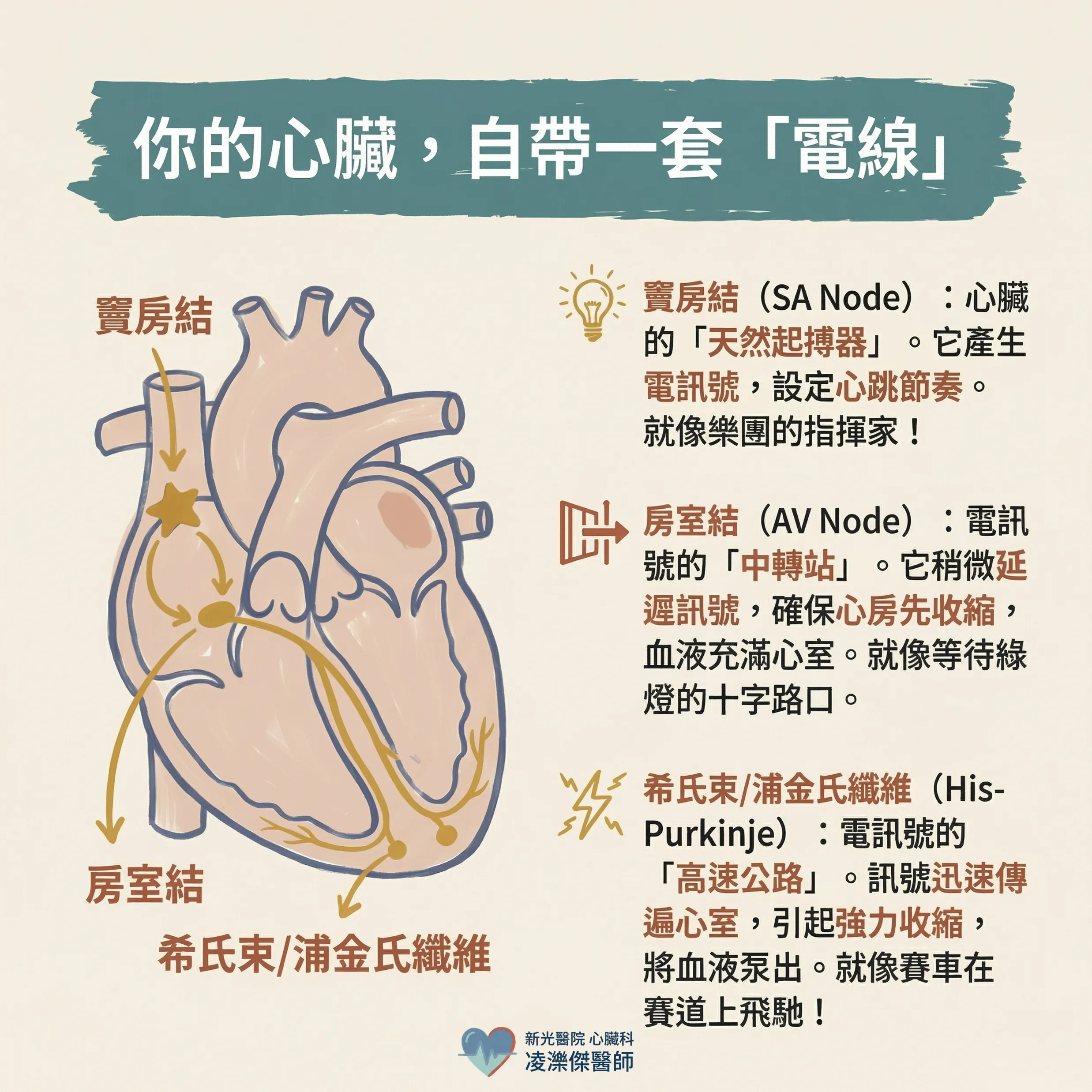 電燒是什麼?心臟導管電燒到底在「燒」什麼,白話解說 圖卡 2