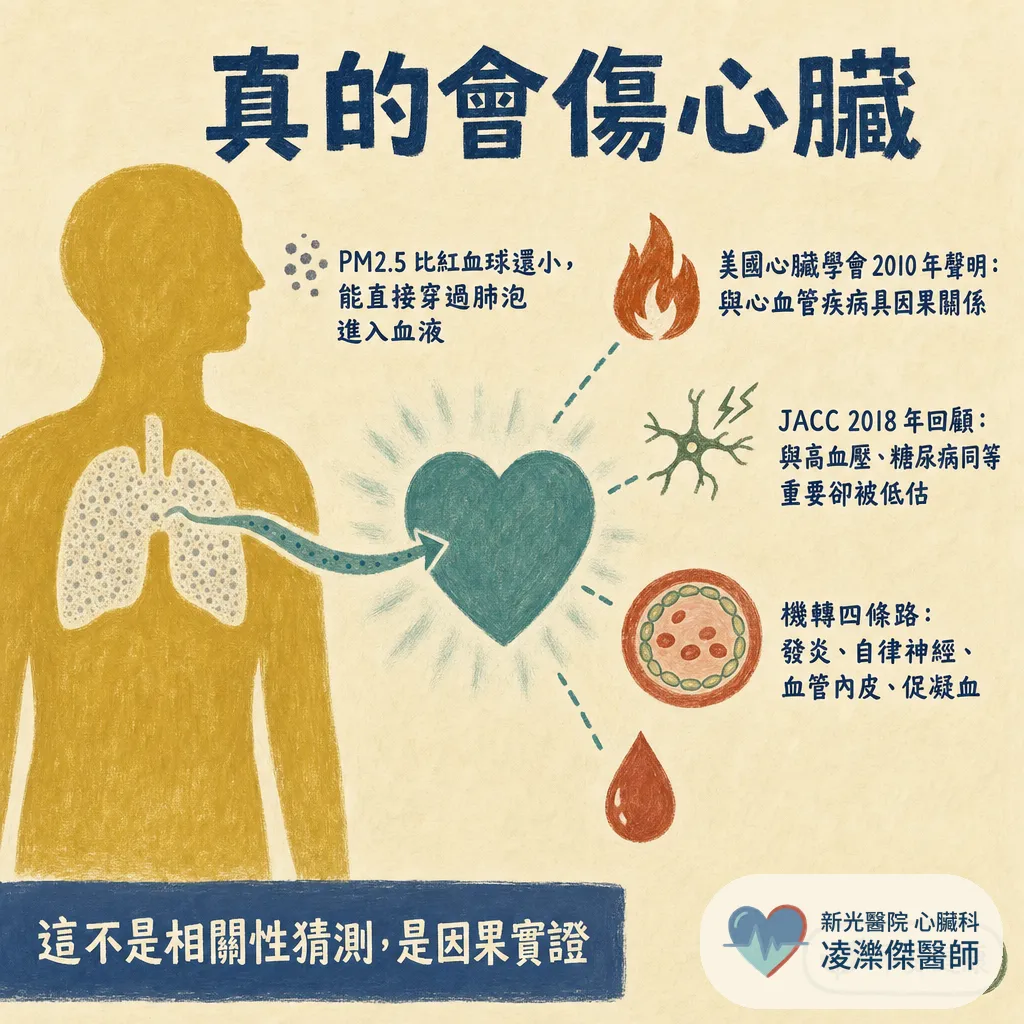 空氣品質亮紅燈：PM2.5 怎麼傷心血管，紫爆天心臟病人怎麼自保 圖卡 2