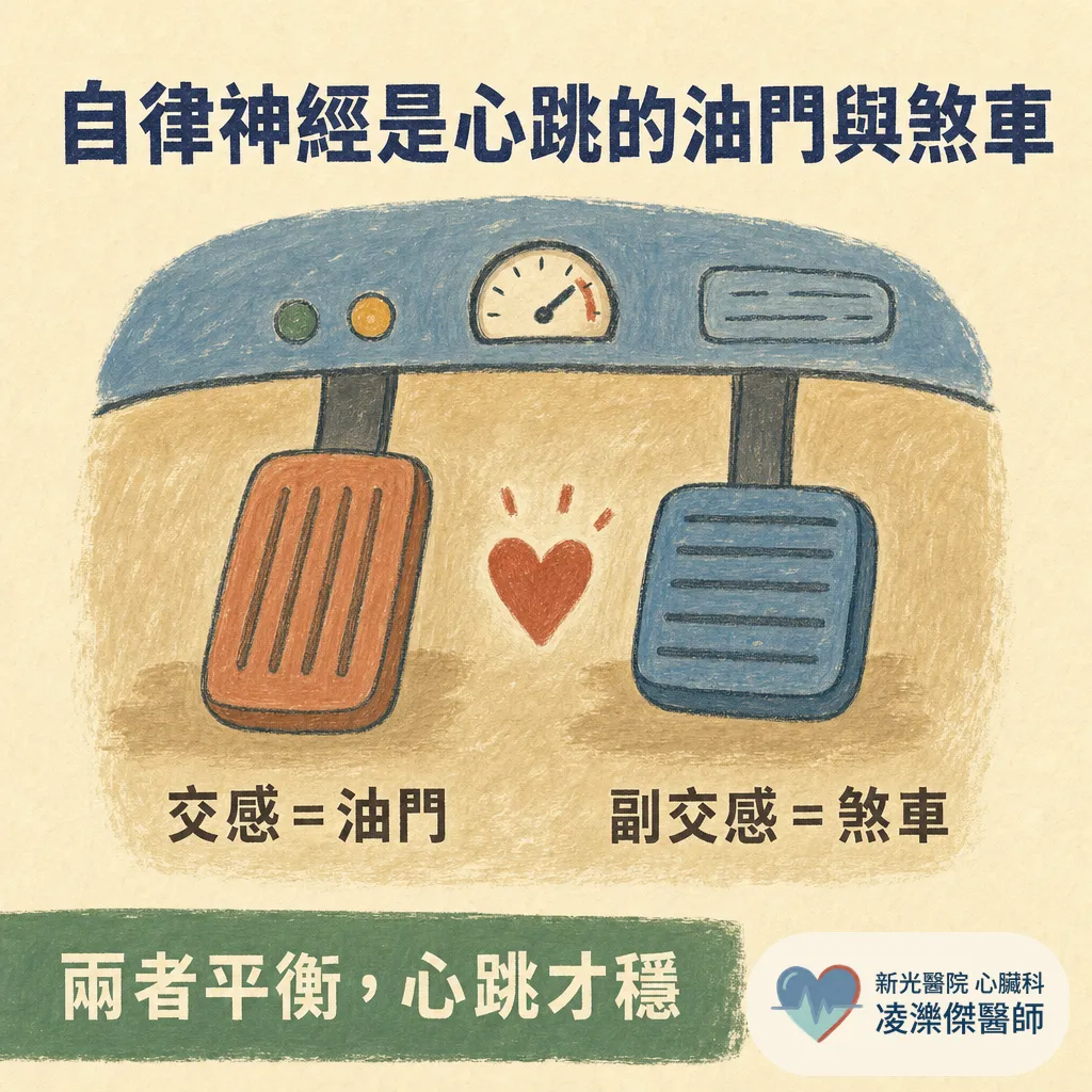 什麼是自律神經活性檢查?醫師為什麼安排我做這個 圖卡 2