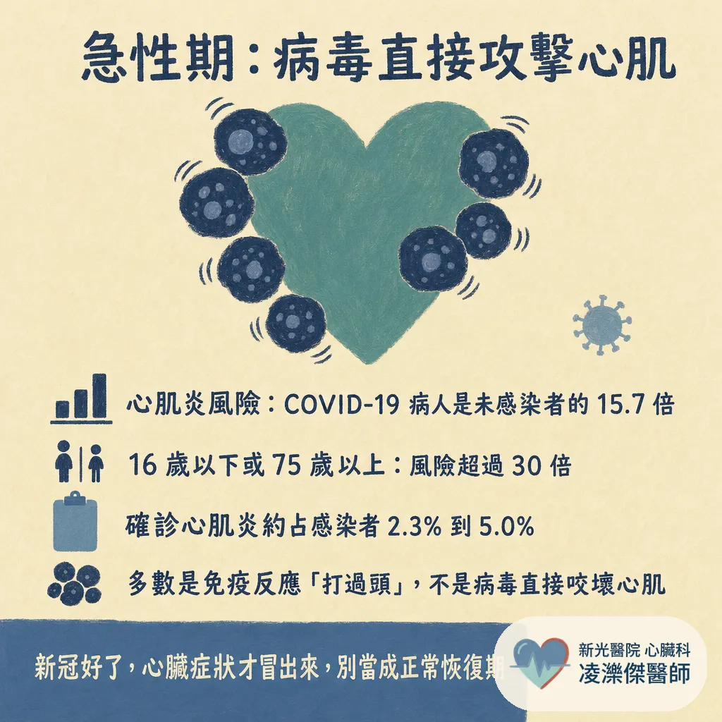 新冠病毒與心臟：急性期心肌炎、血栓，到康復後的長新冠心悸 圖卡 2