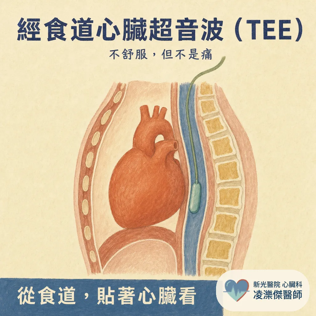經食道心臟超音波（TEE）會不會很痛？在檢查什麼、流程與安全性一次說清楚 圖卡 1